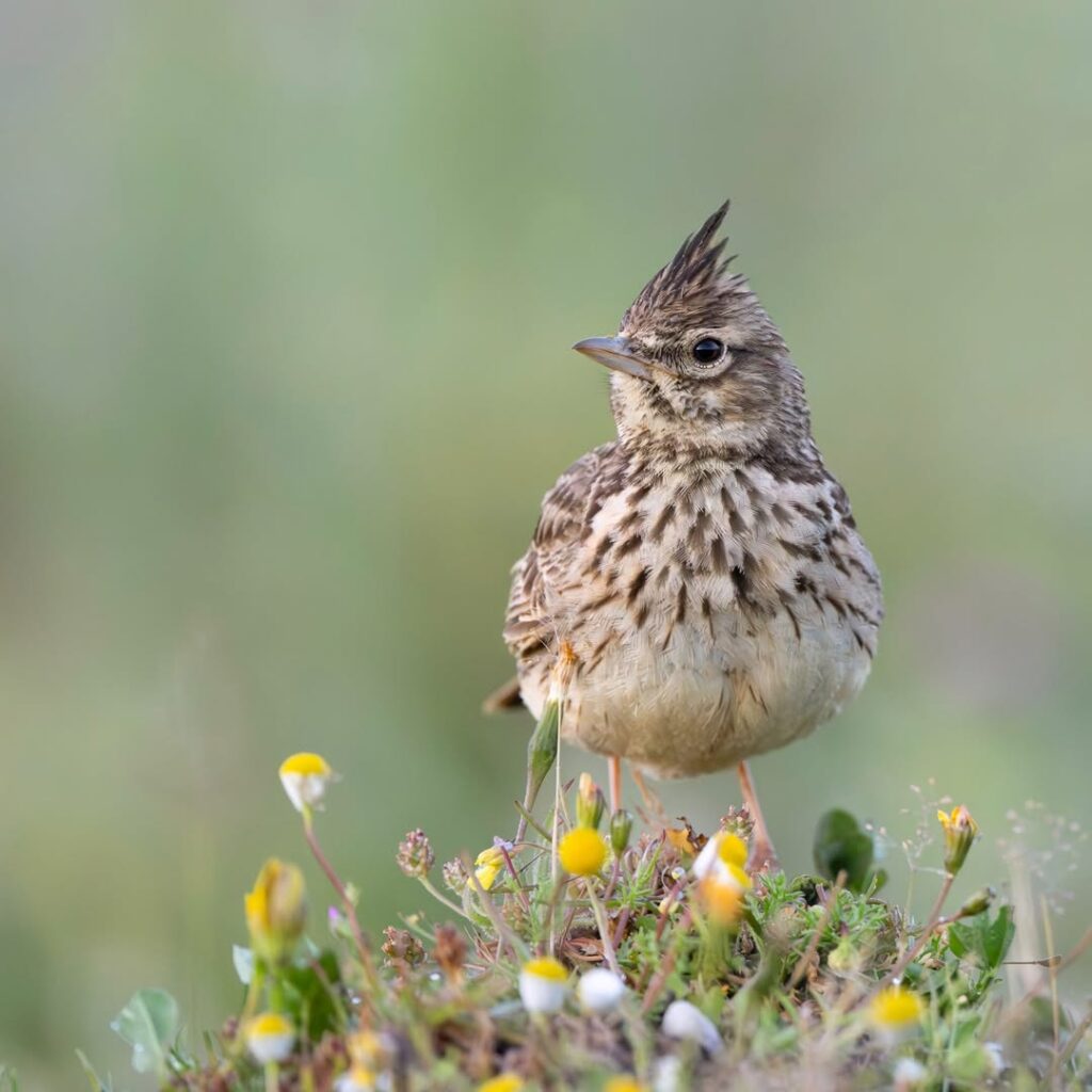 Meet Sasha Jumanca : Wildlife Photographer of the Year & His Inspiring Work